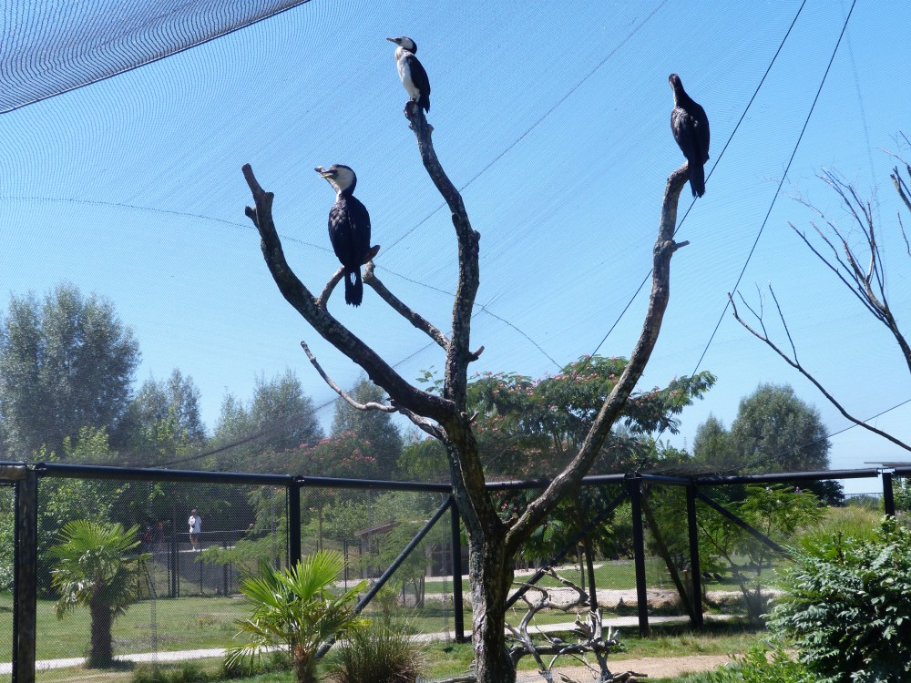 parc aux oiseaux 027