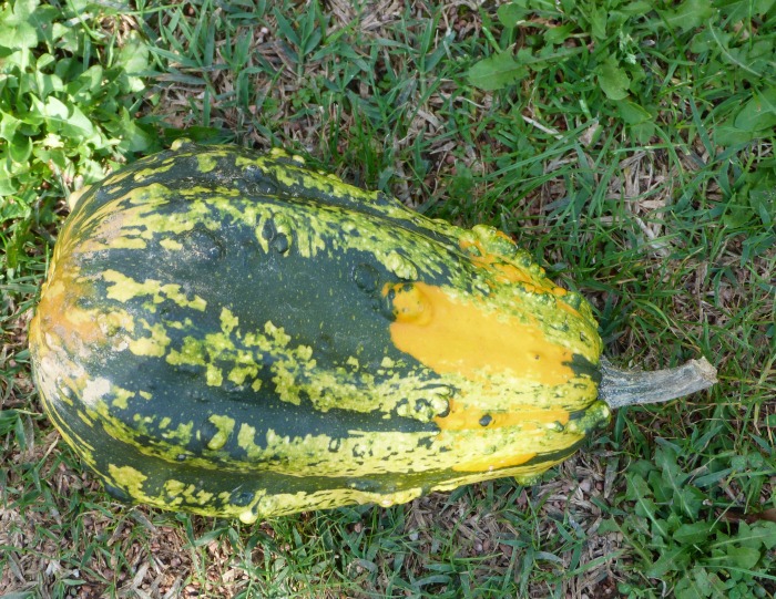 courge 15