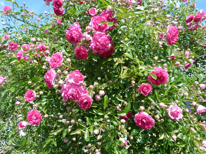 fête des roses tête d'or 2