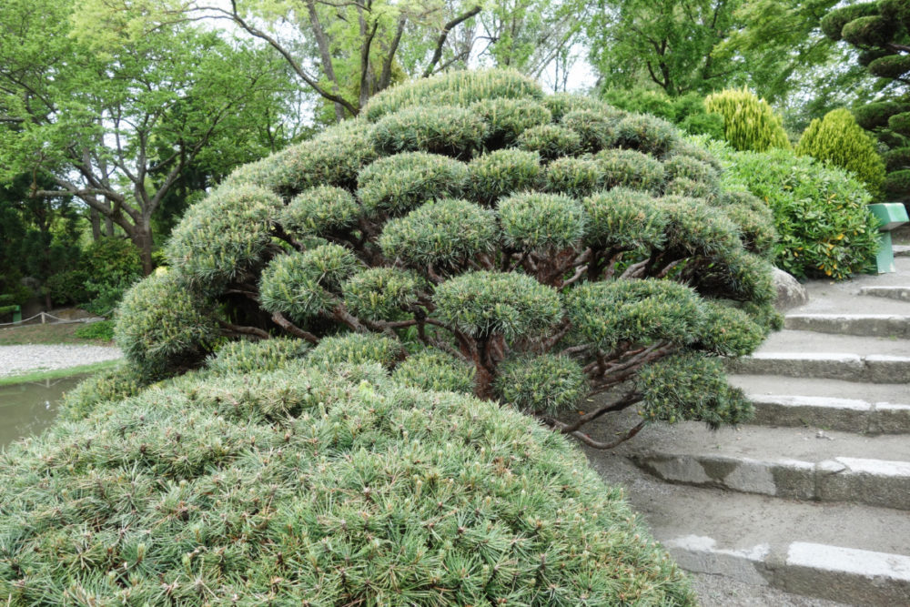 jardin japonais de Toulouse 