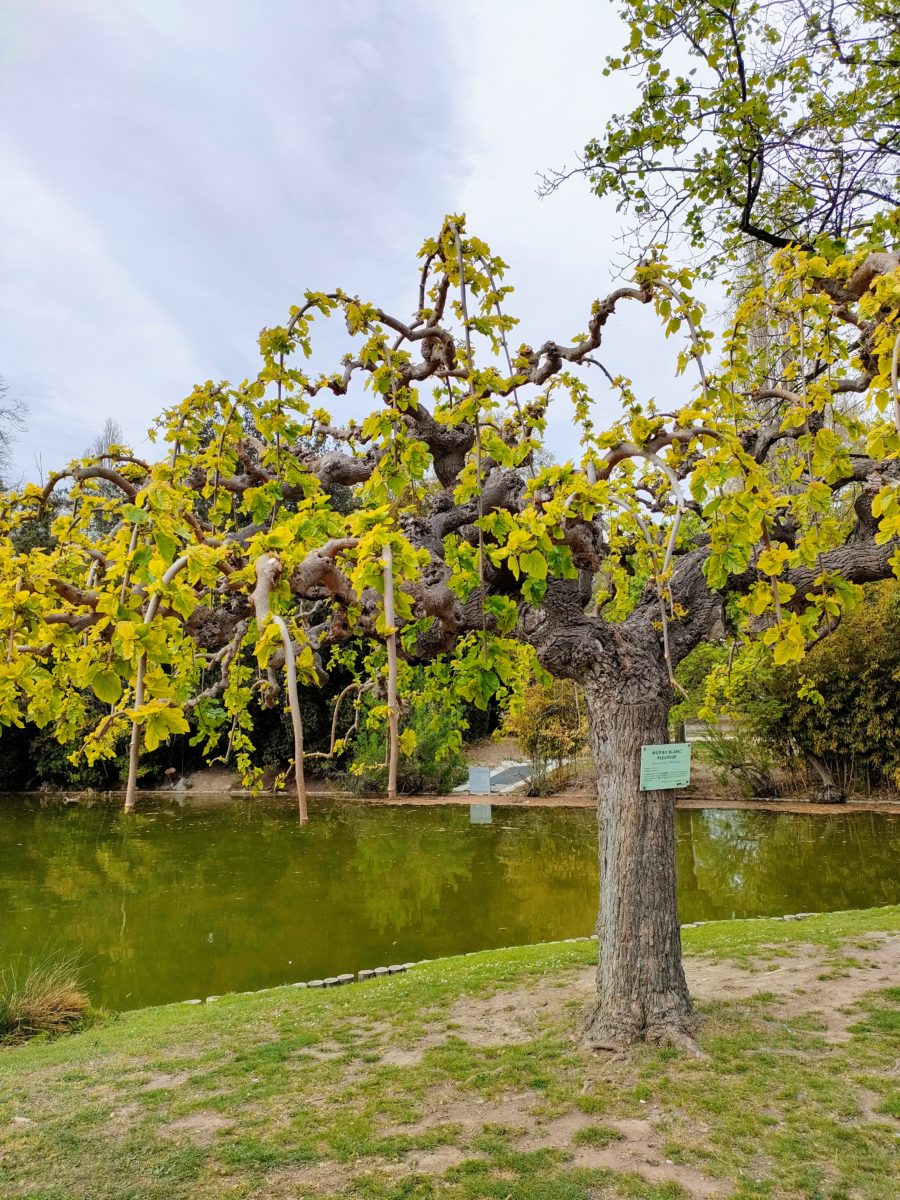 parc Borély 