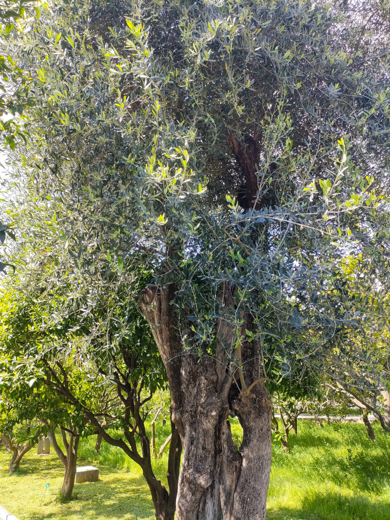 jardin du Palais Carnolès