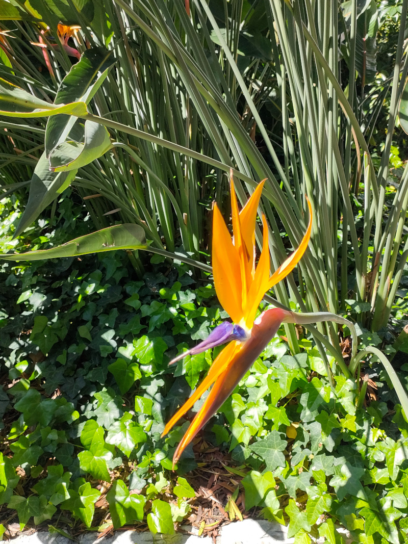 jardin du Palais Carnolès