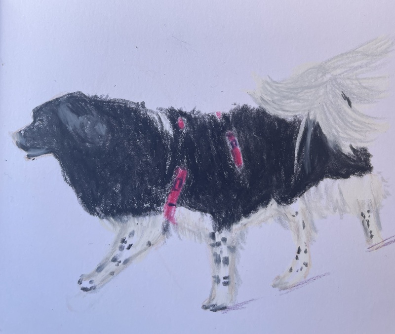 chiens aux pastels à la cire 