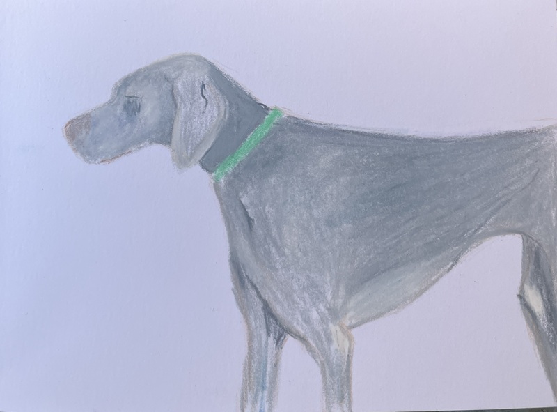 chiens aux pastels à la cire 